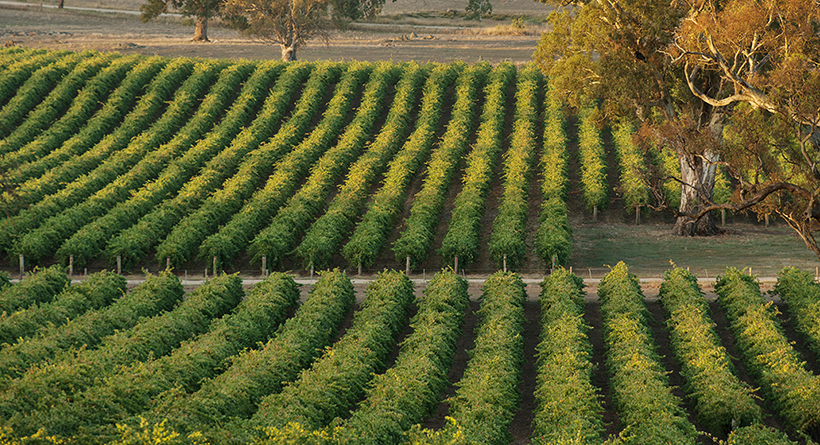 Eden Hall Vineyard